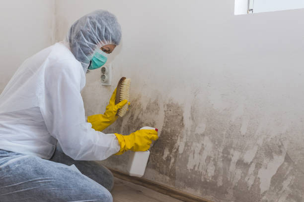 Best Attic Mold Removal  in Farmingdale, NY