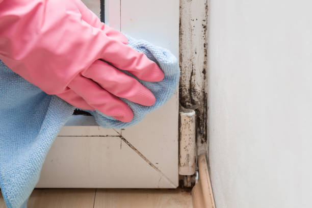 Professional Mold Removal in Farmingdale, NY